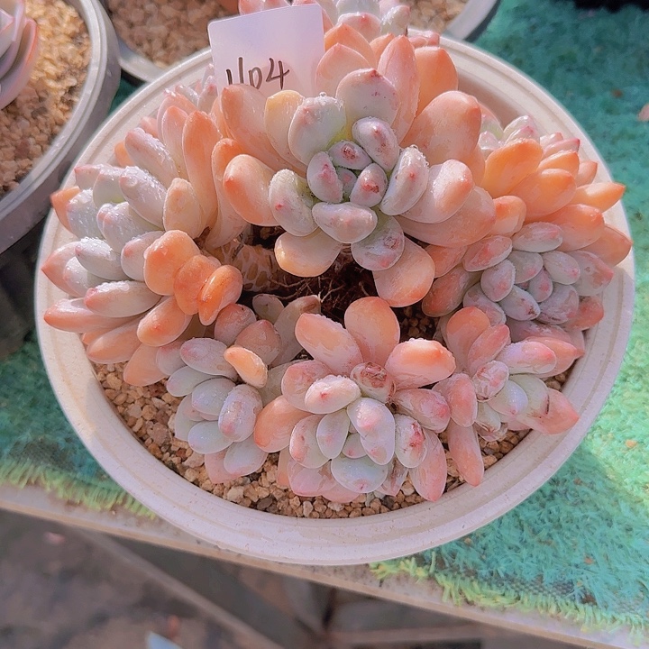 1104香水多肉植物