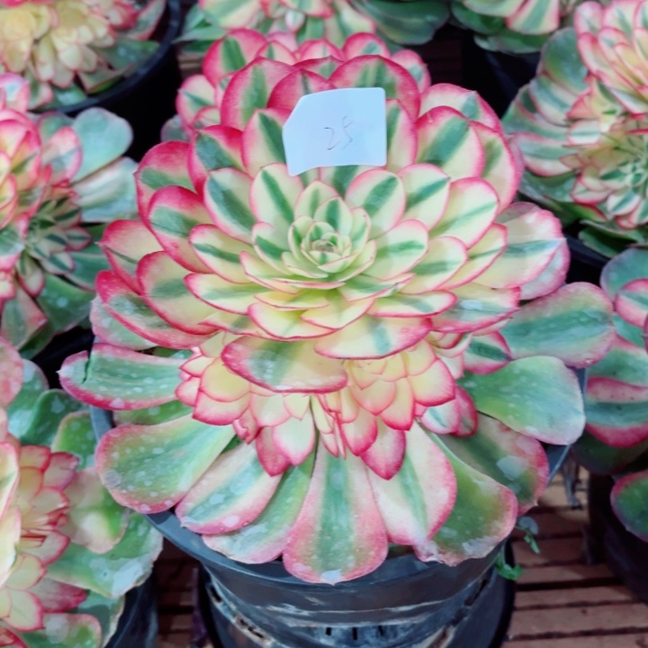 云南荔枝好看25号