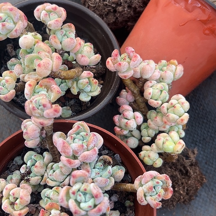 无花朵樱花罗琦。                 