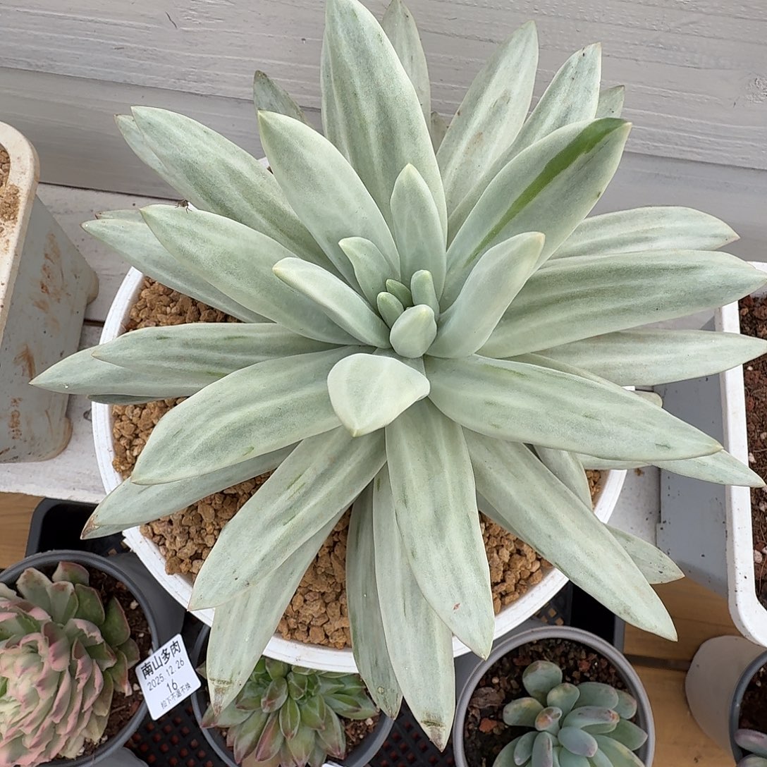 海洋之歌锦111226-7