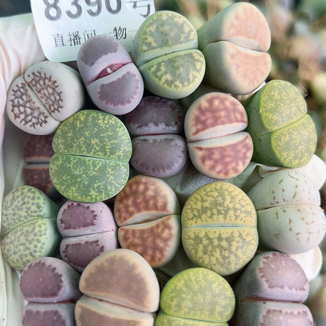 8390 好养易活生石花大母本18个