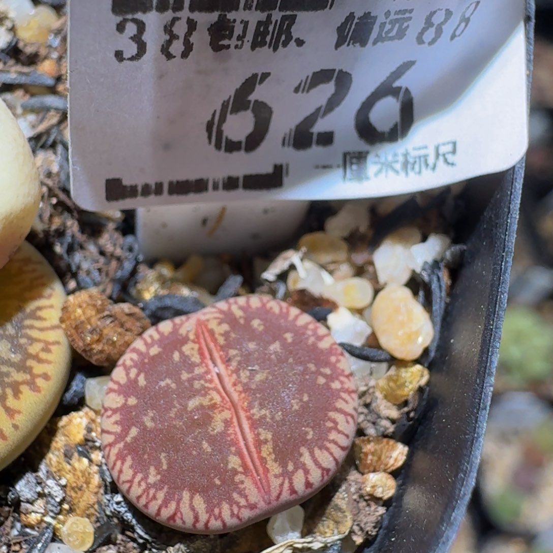 Sssss精品生石花626