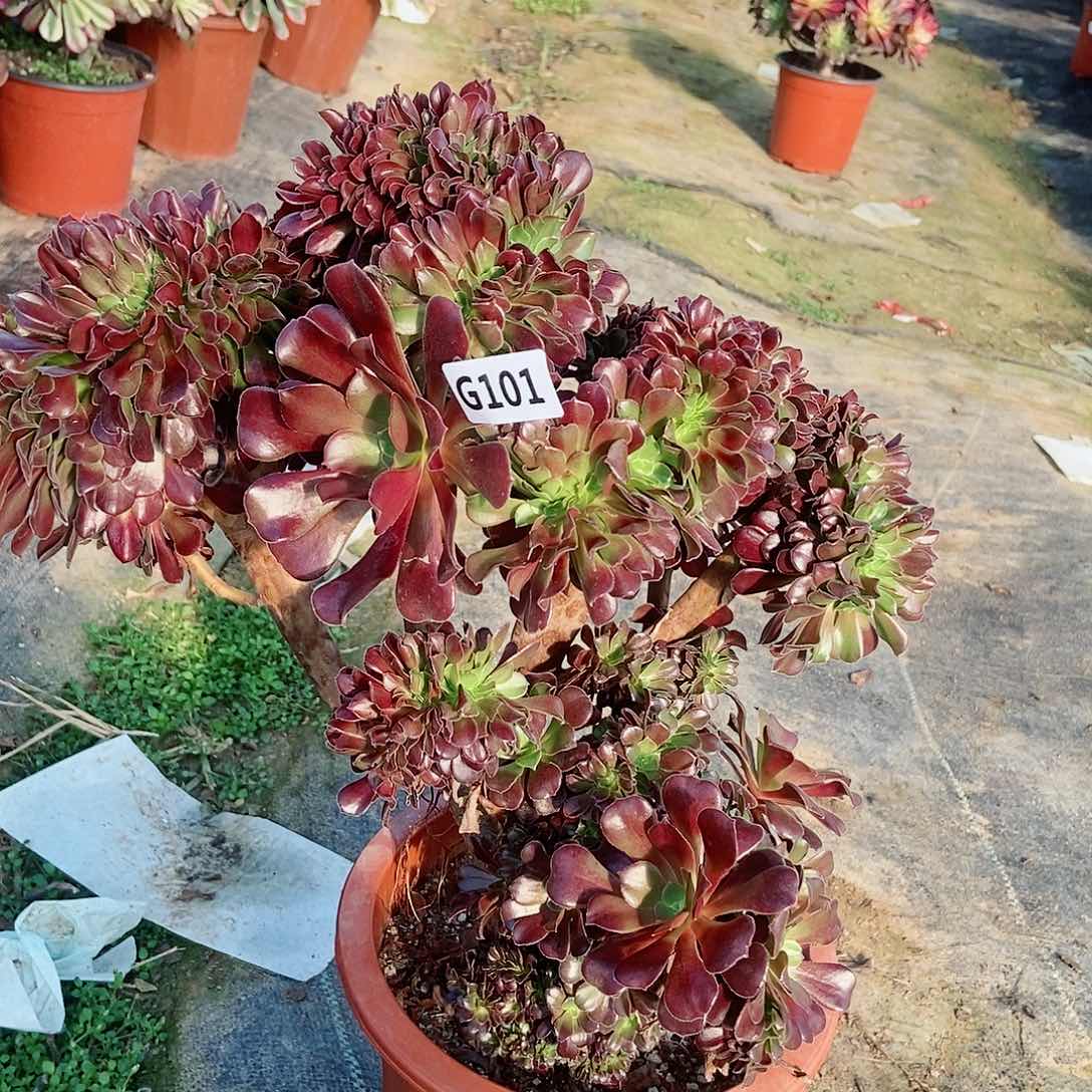 红陶101欧紫缀5多肉