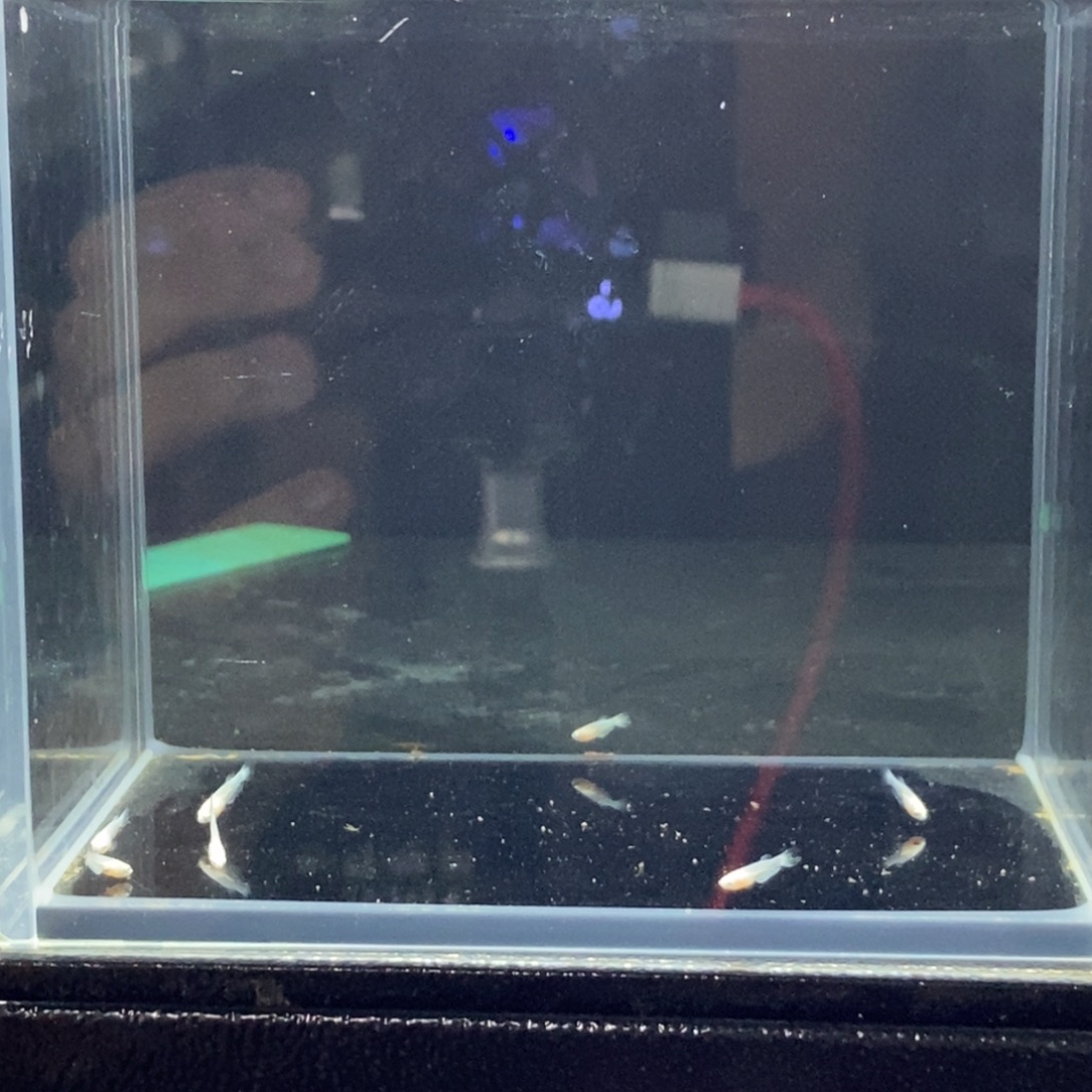 斗鱼包活不包损所见即所得105