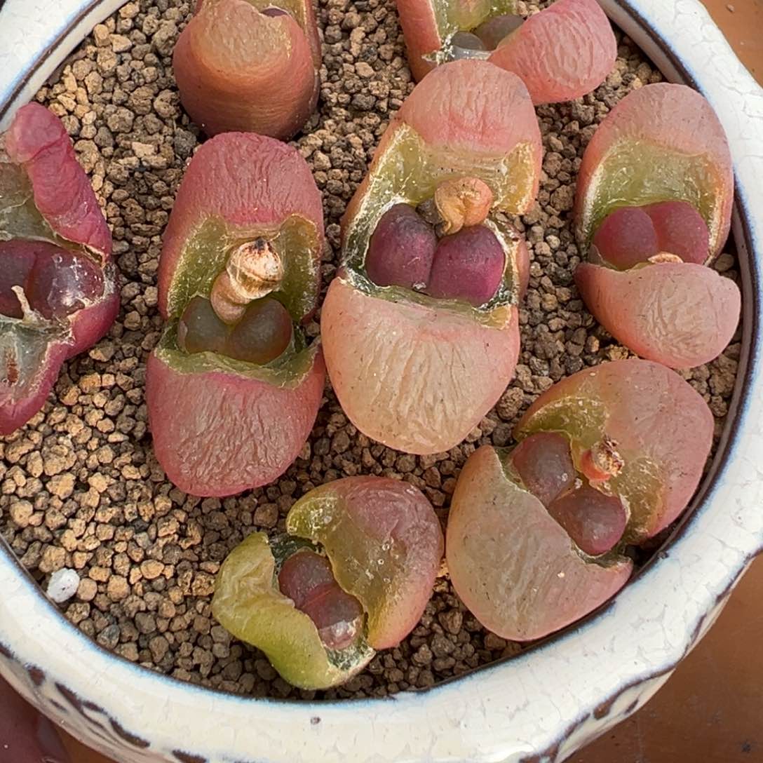 量拍吕氏毛汉尼一颗