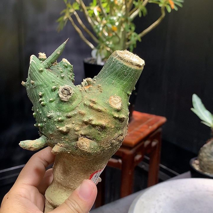 球腺蔓111111111111