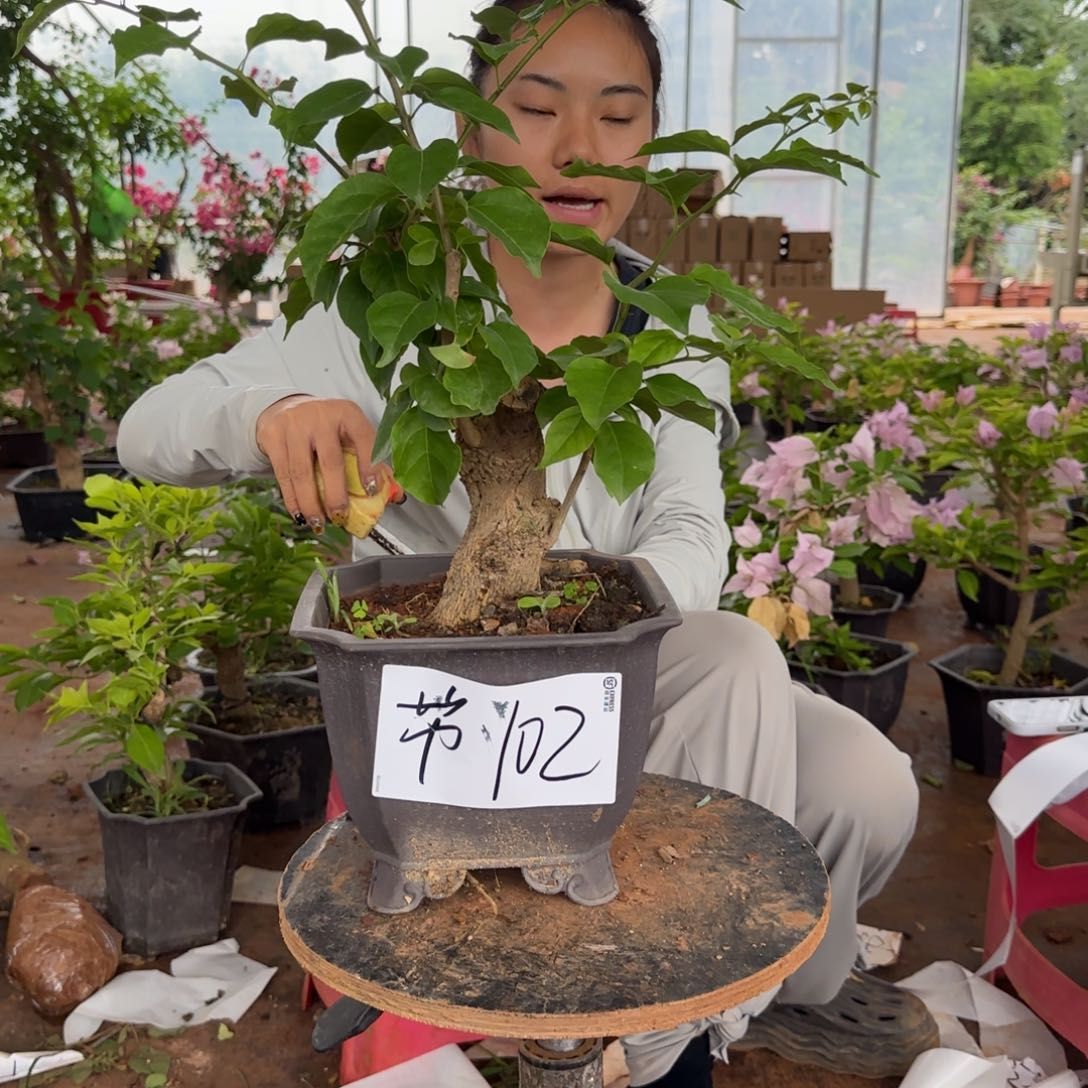 大部分花苞少量开放绿叶腊染粉 102