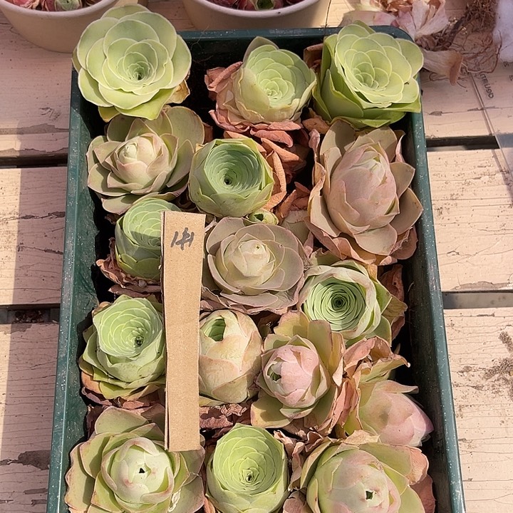 山地玫瑰纸1号，一物一拍15颗