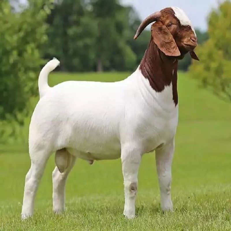 （波尔山羊天然养殖）波尔山羊种公羊