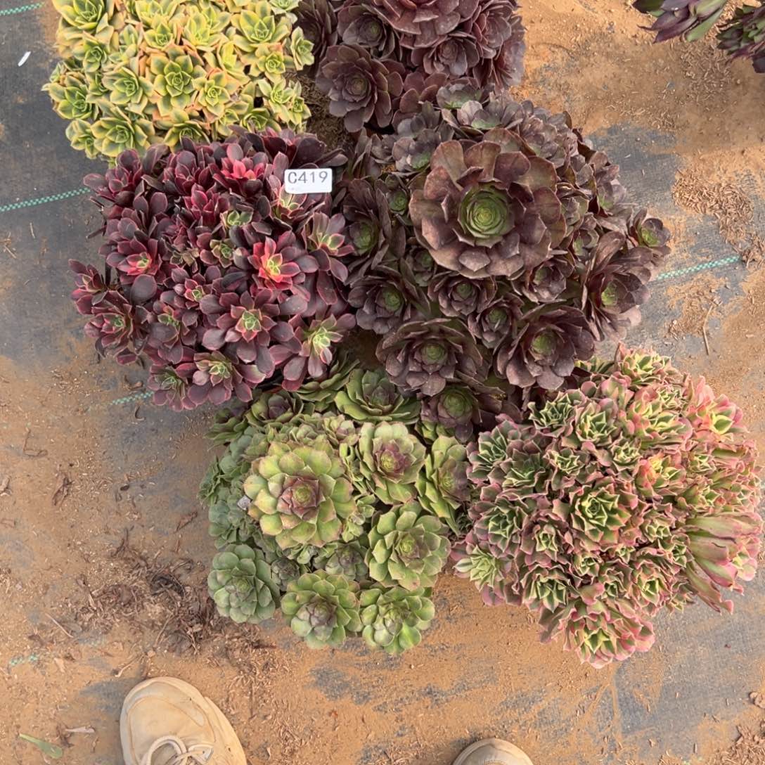 @***@419六颗组合多肉植物法师