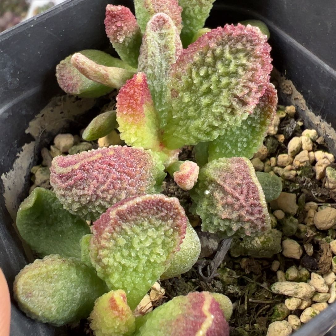 实生底叶苗纹路款多肉植物水泡