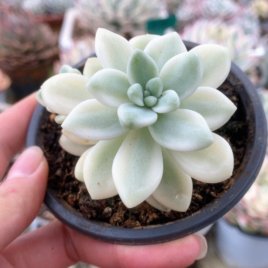 044蛋糕锦锦锦锦锦锦锦