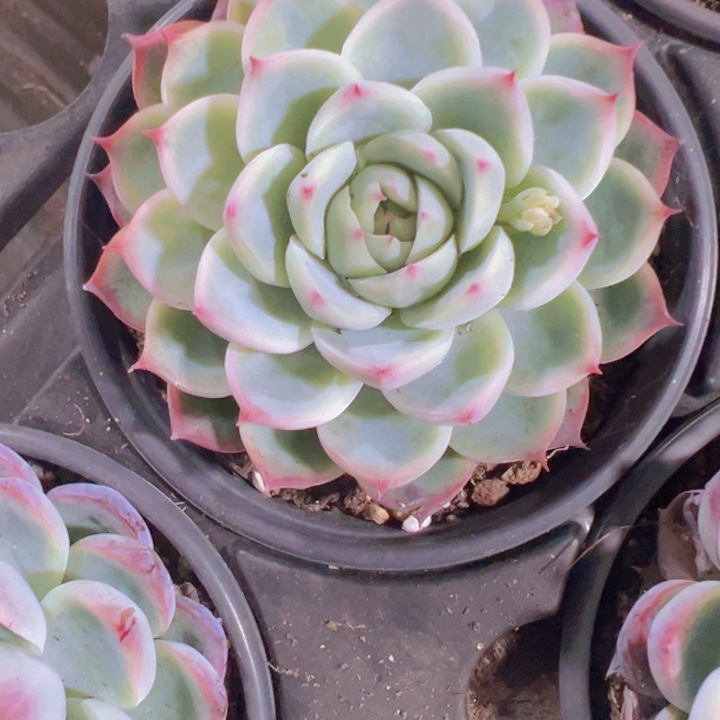 天*吉娃娃精品多肉植物大战