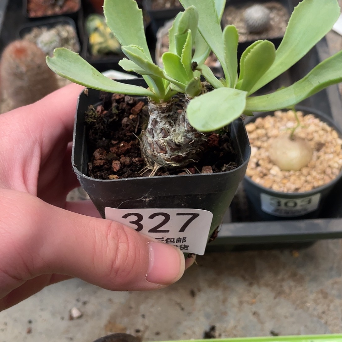 327刨花厚盾菊（满18包邮）
