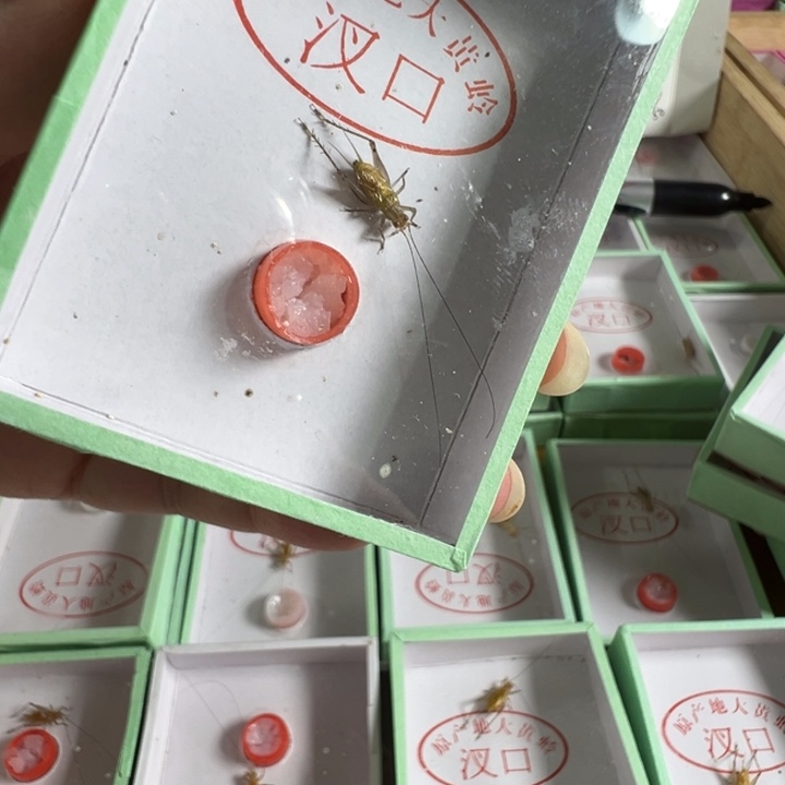 野采长须大黄龄1只合适pl