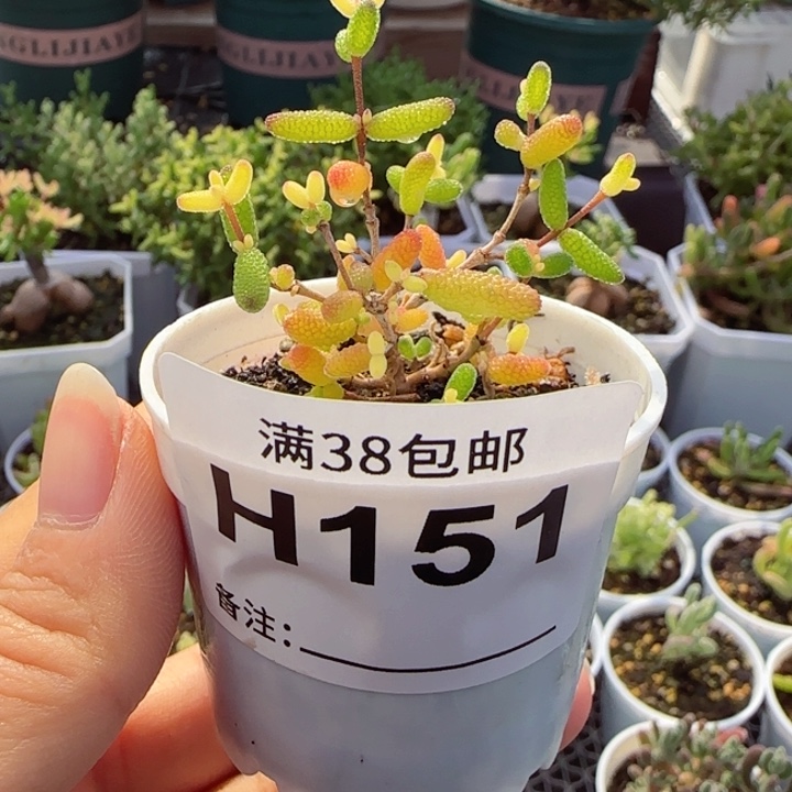 多肉植物枝干假飞机猪