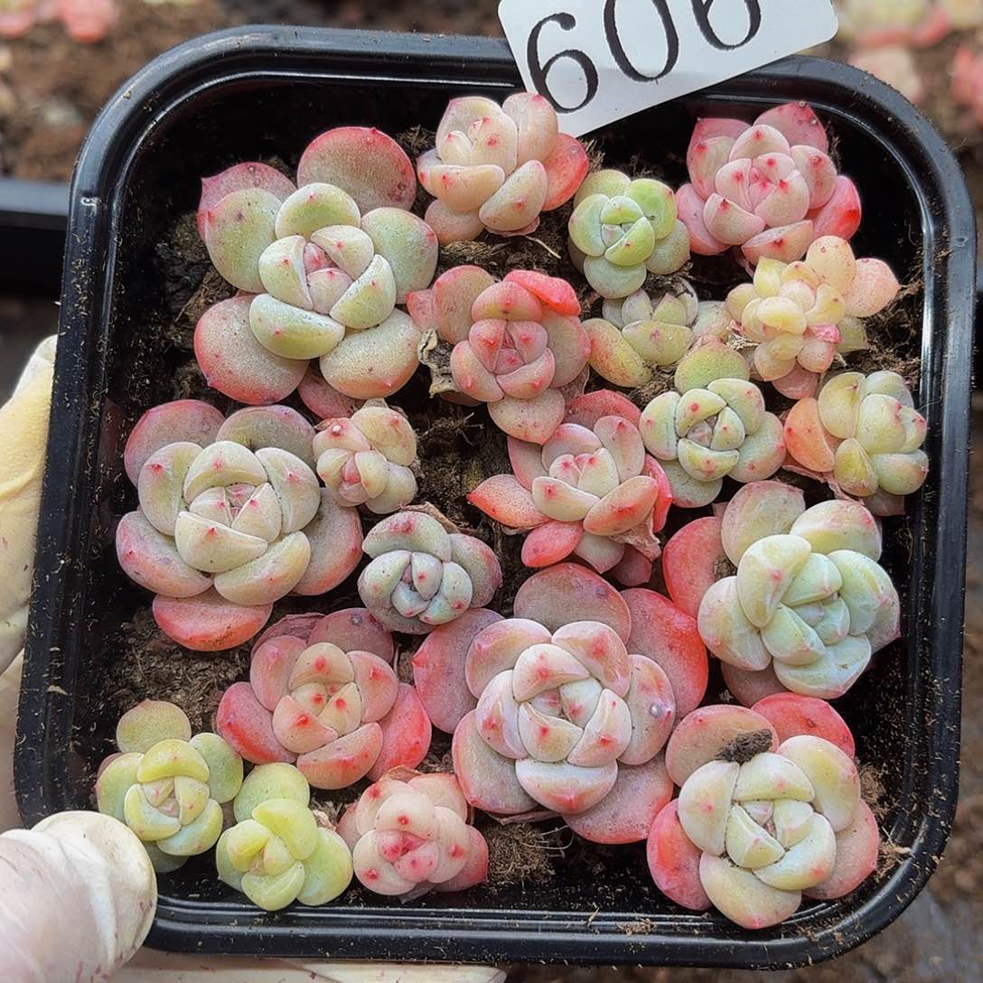 多肉植物多肉植物606