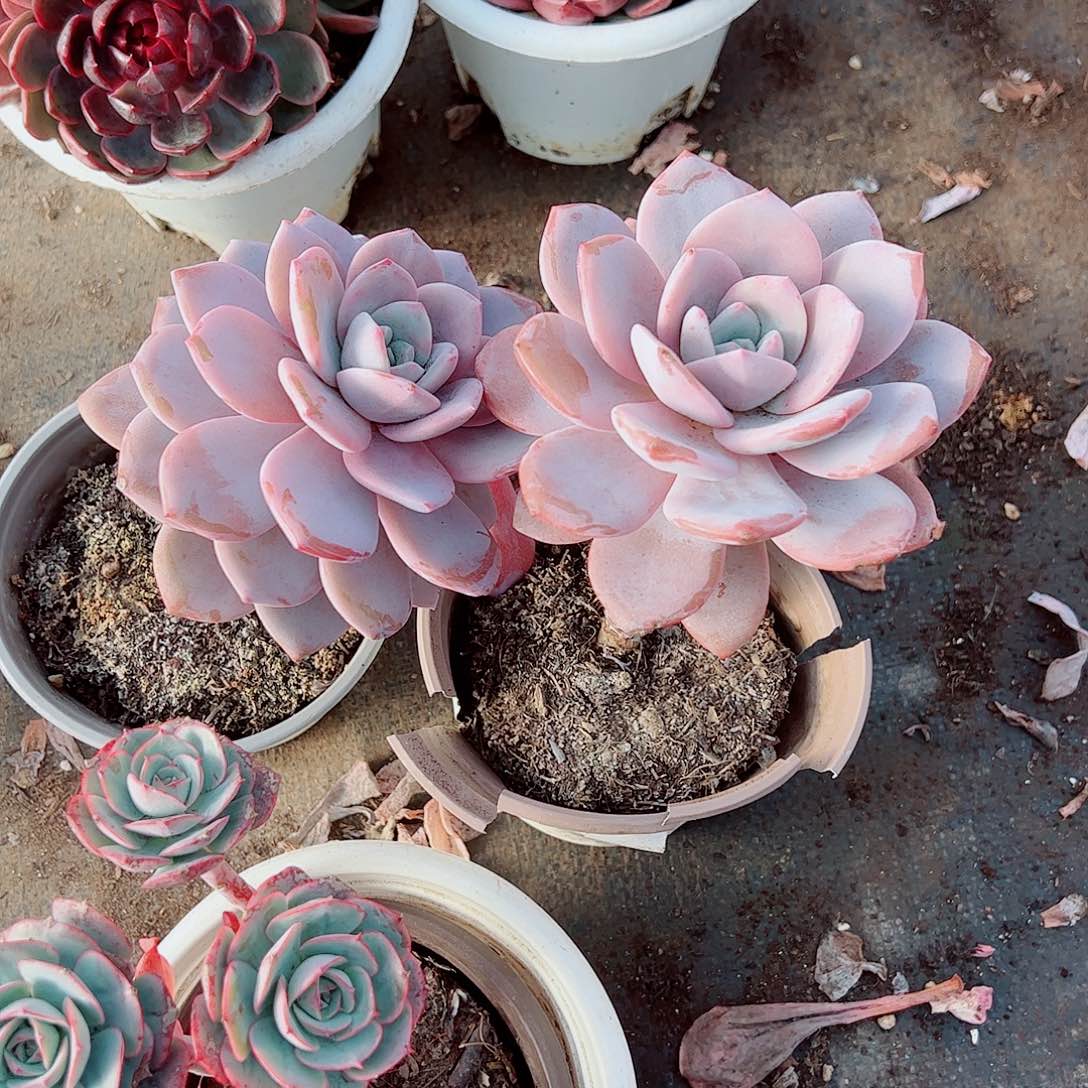 红茶大单头精品特价二盆