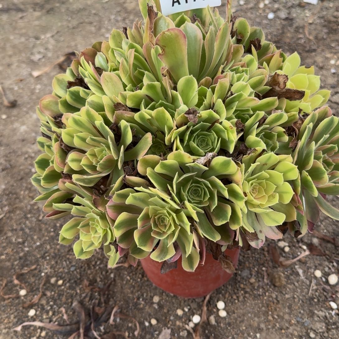 177红袖。多肉植物