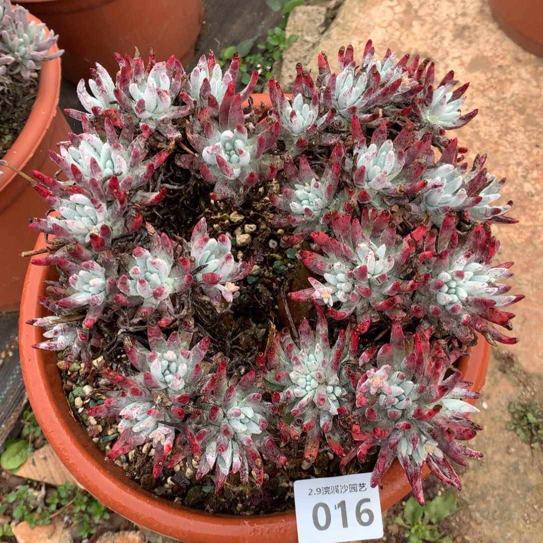 雪花016多肉植物