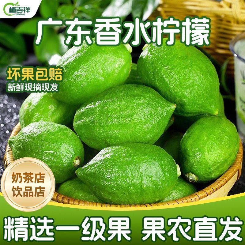 广东香水柠檬一级果无籽四季青柠檬茶饮原产地水果摆摊奶茶店专用