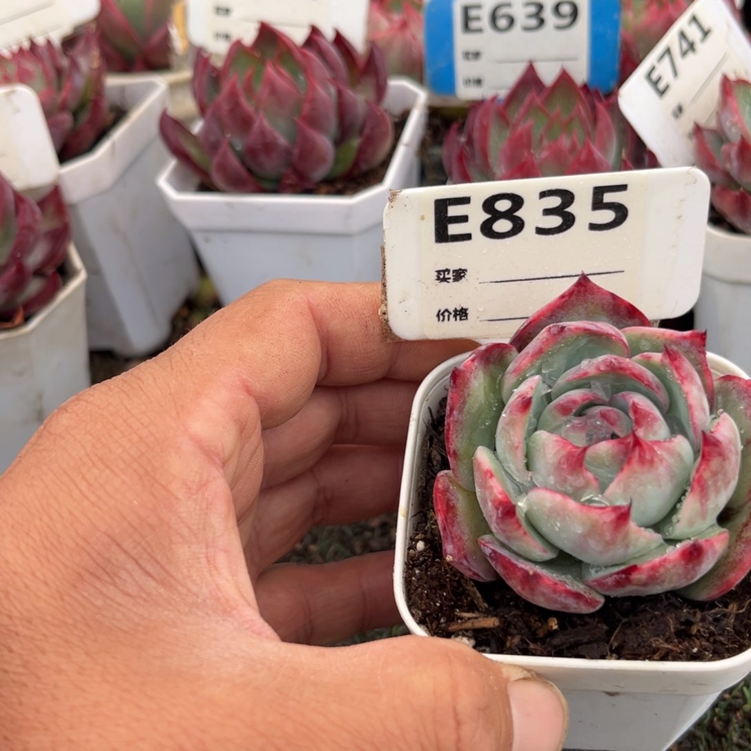 惊鸿一瞥835号多肉