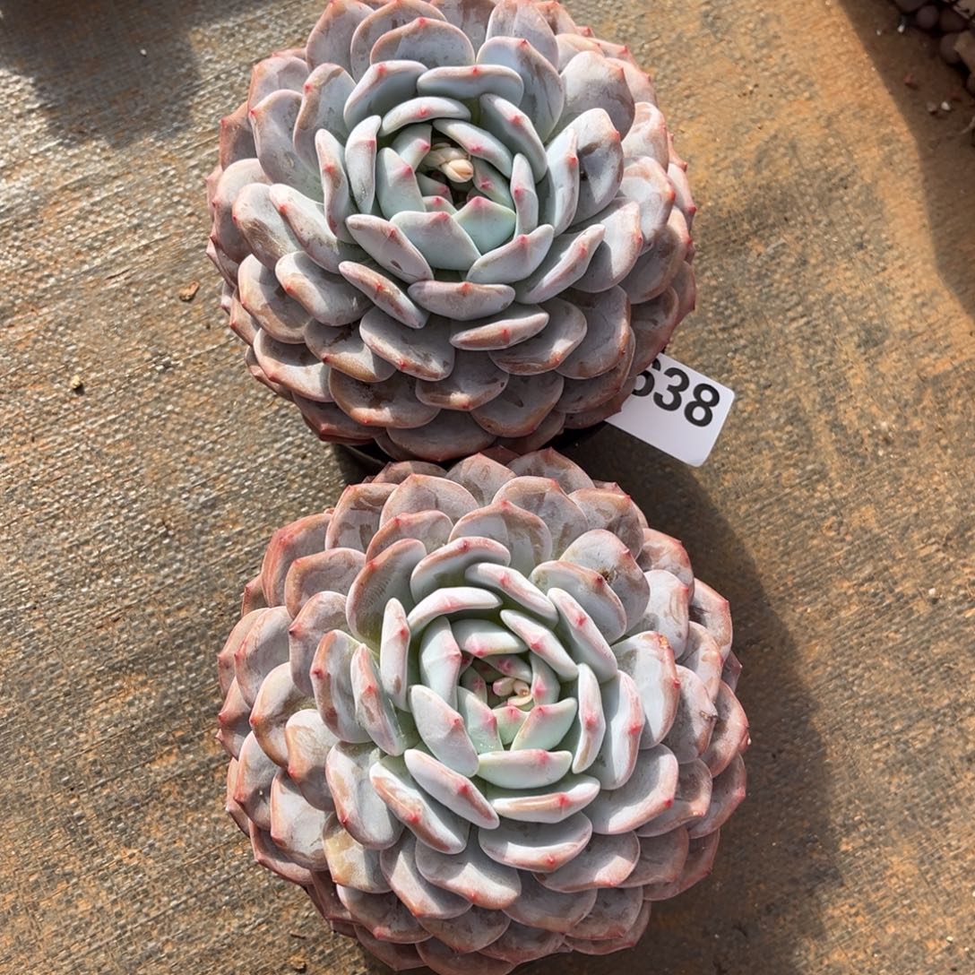  638号新疆西藏内蒙古不包邮的