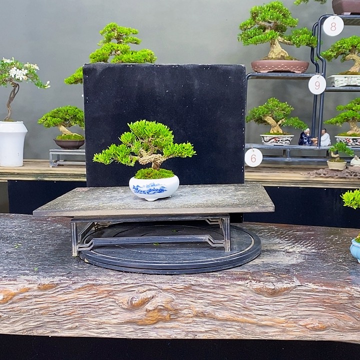 无花朵黄杨盆景四季常青不落叶