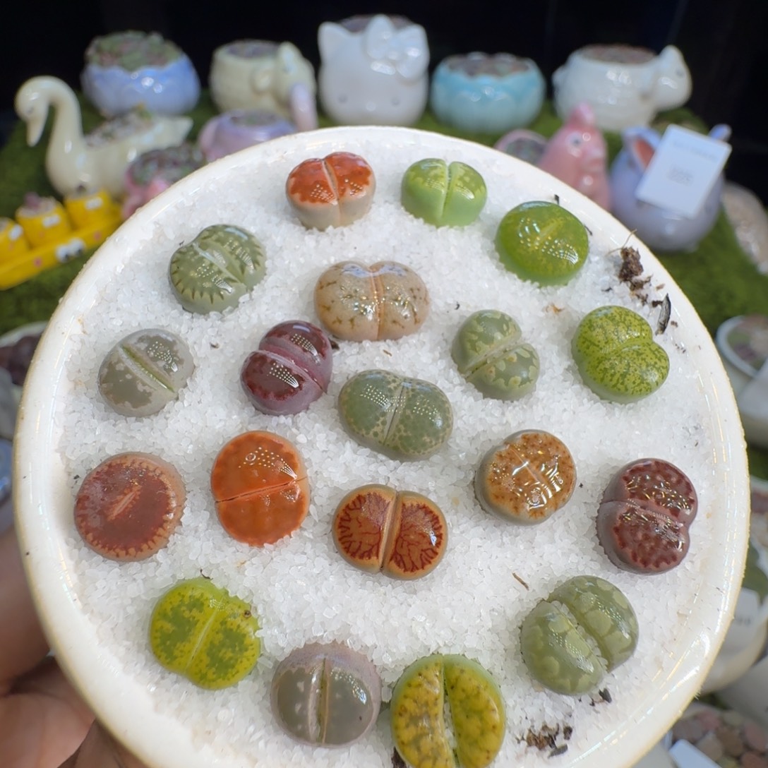 多肉植物福利冲227