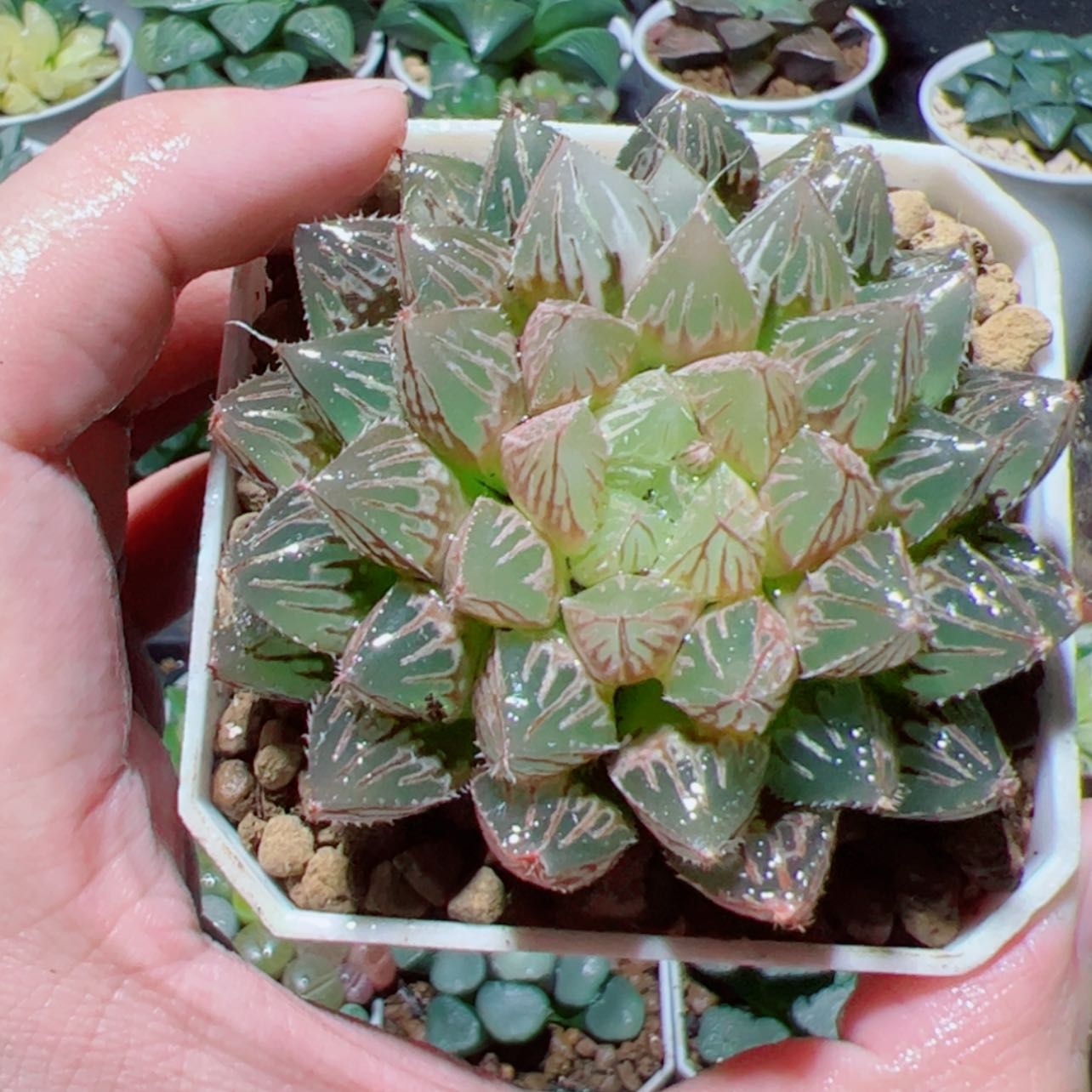 【闪购商品】楼兰玉露