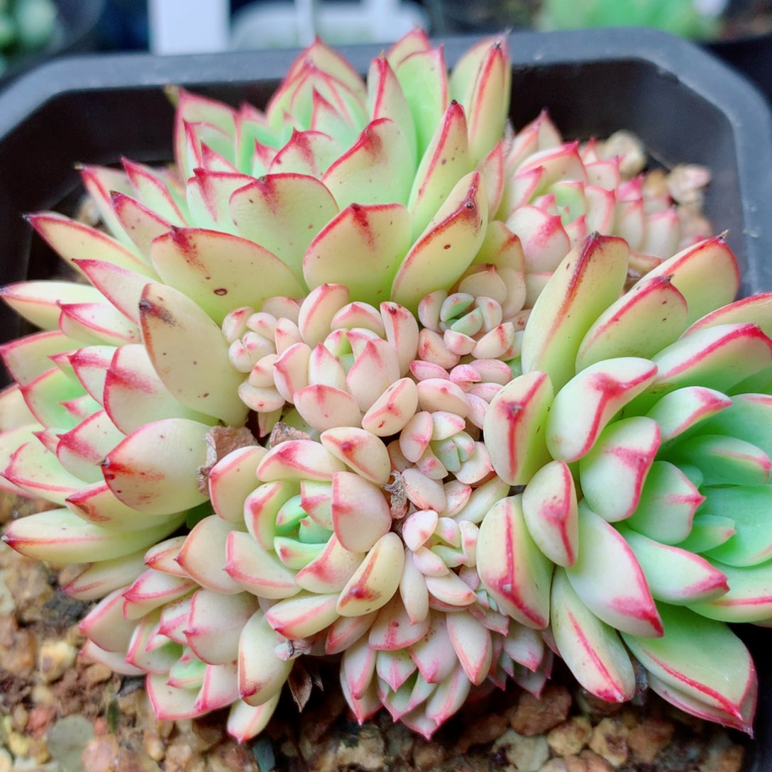 97 精品多肉一物一拍