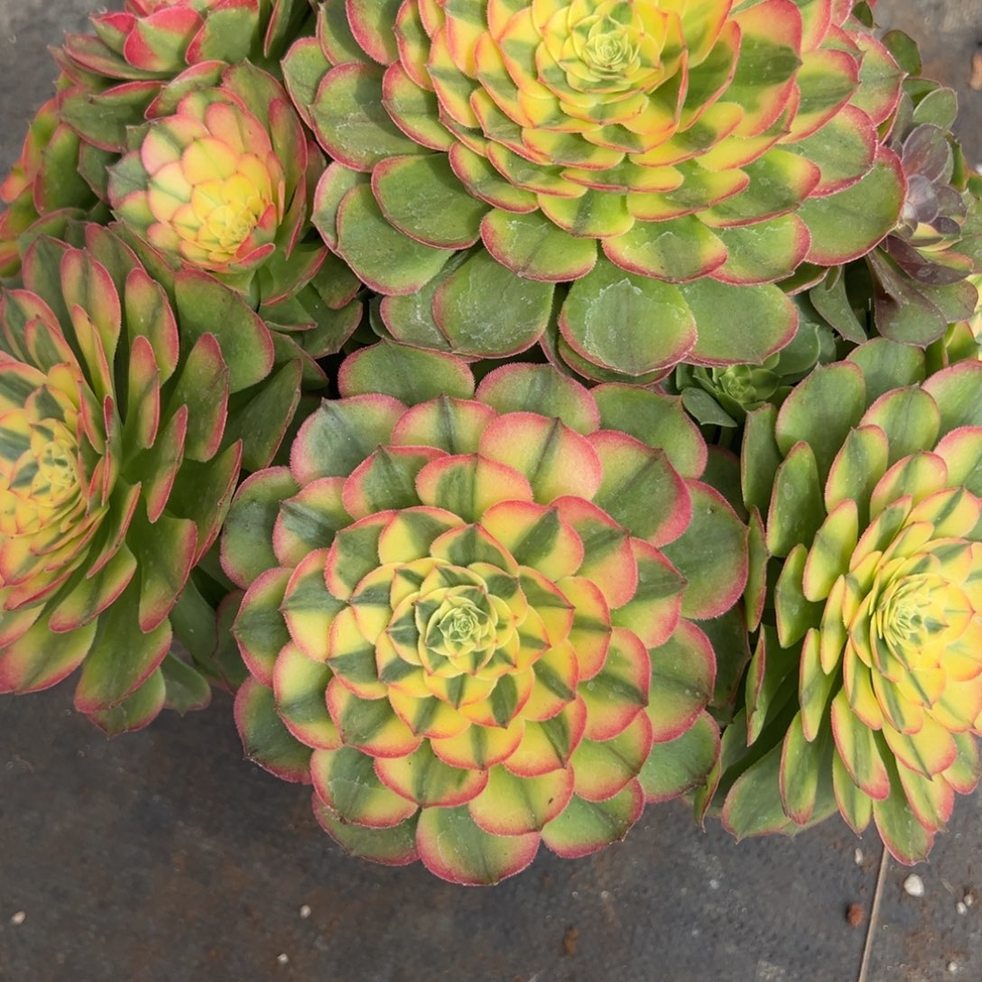 泽***木251海仙多肉多肉多肉