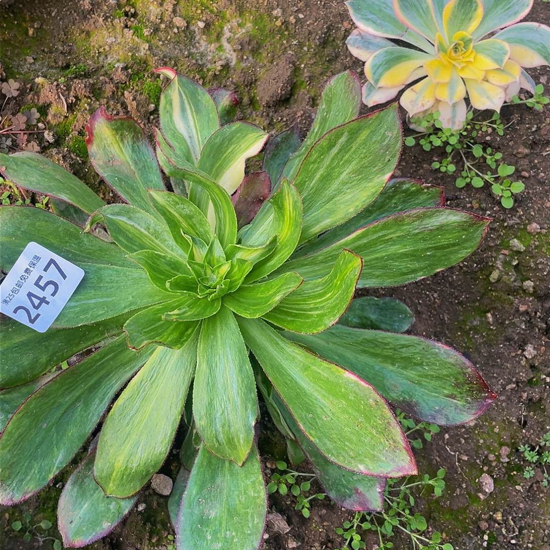 2457魅影七彩多肉植物