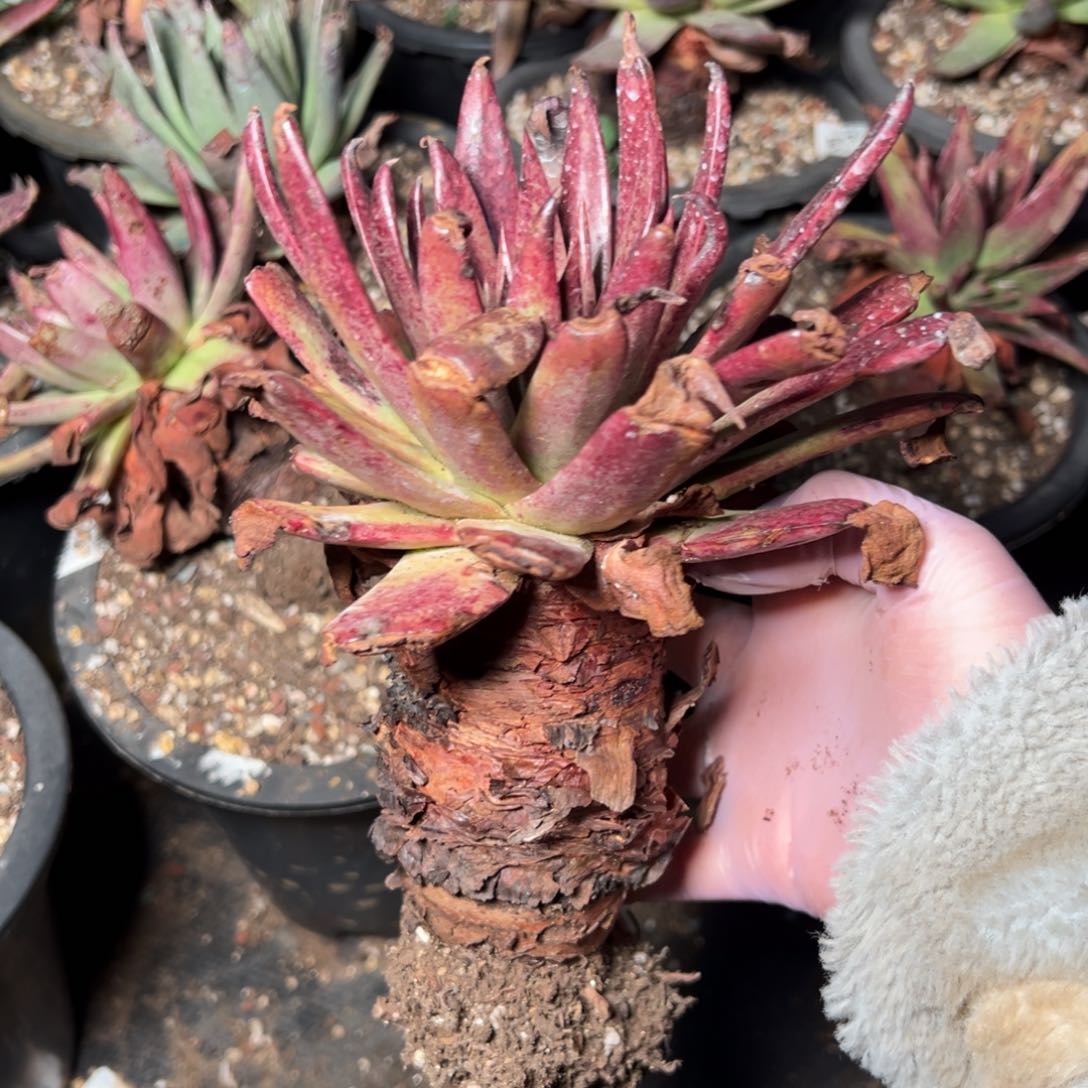 2581伊静思哈哈哈哈多肉