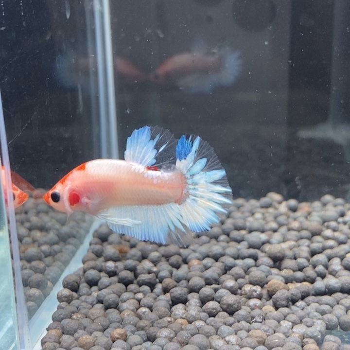 斗鱼泰国斗鱼75号