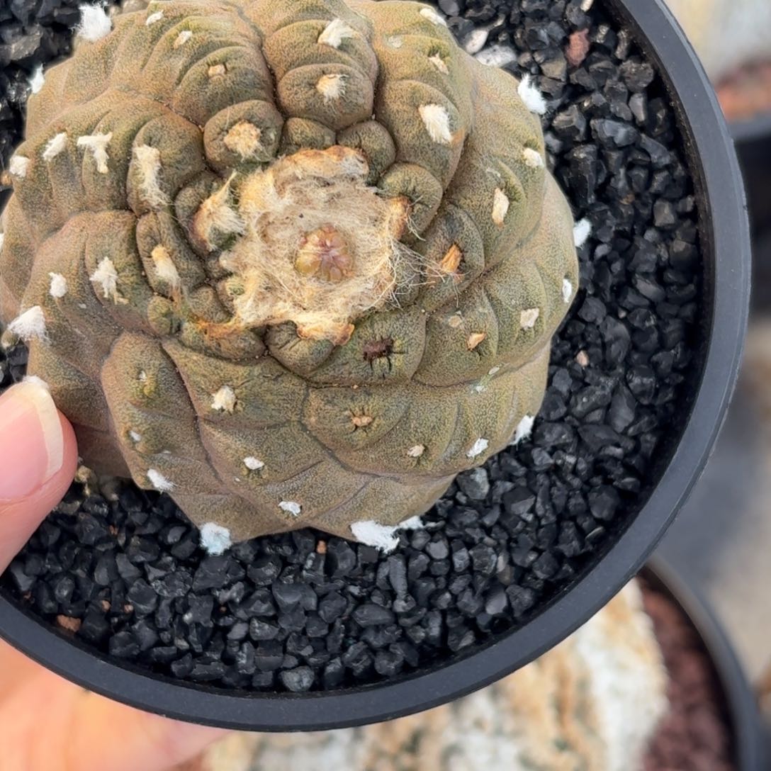 蜥蜴皮实生单头带盆土