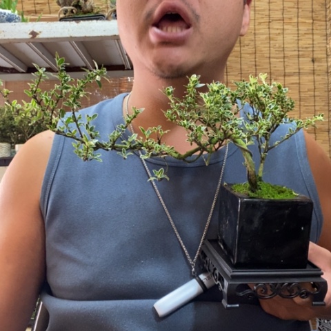 红陶火**花一物一拍所见即所得31