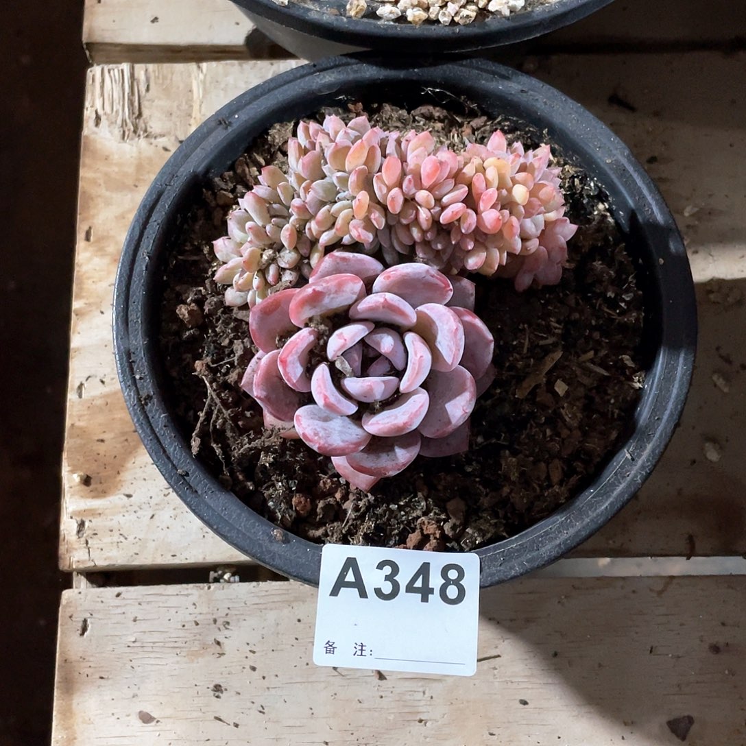 W***g348多肉植物多肉植物