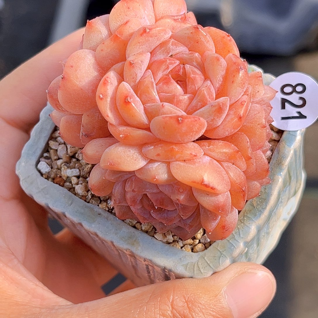 821 放漏  新品珍妮 满18包邮