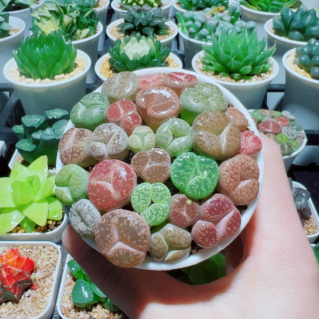 直播间，奔驰生石花，25，666