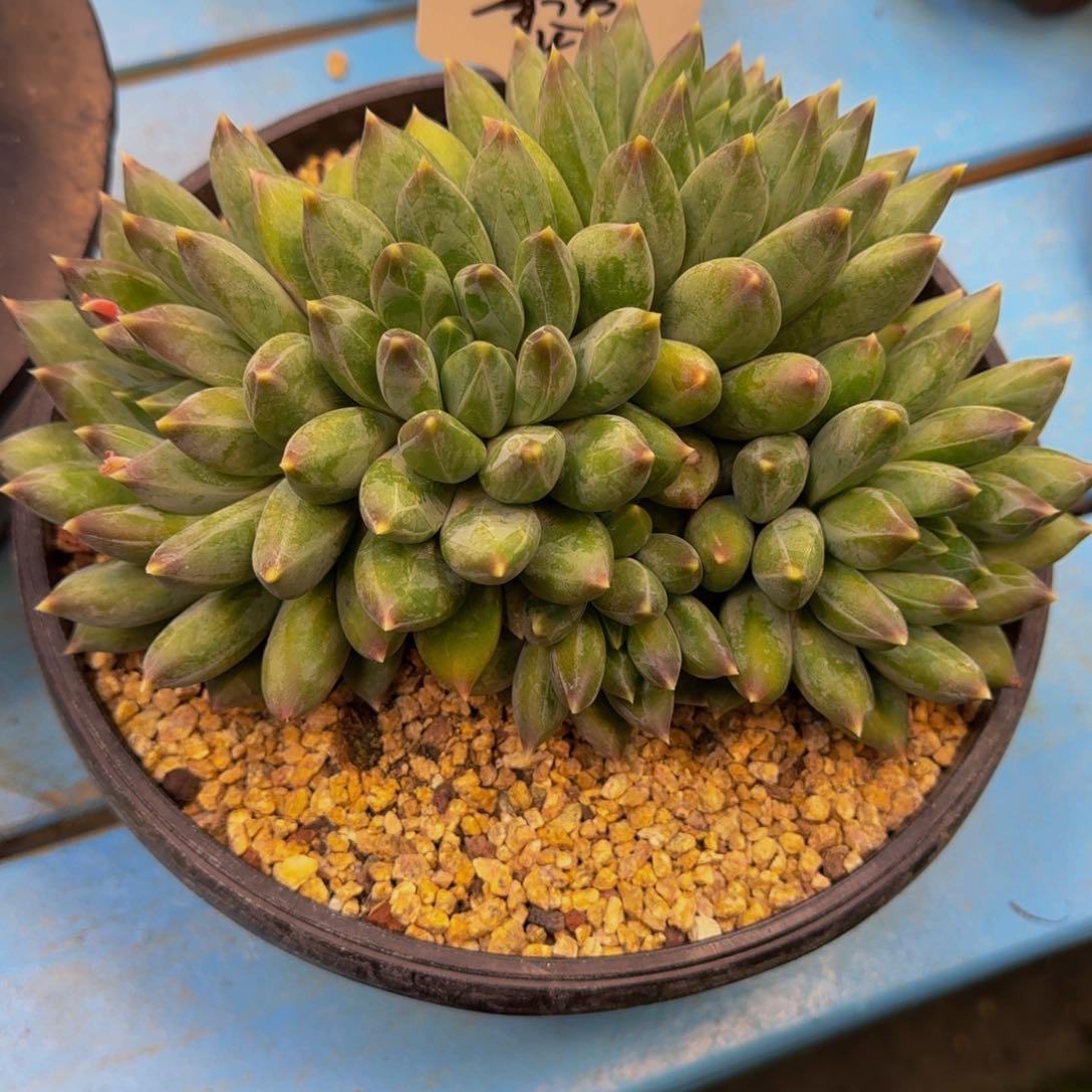 壹**迹重楼发货发货11111