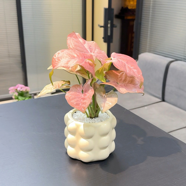 红粉佳人合果芋粉公主室内桌面观叶小绿植盆栽好看好养售后无忧