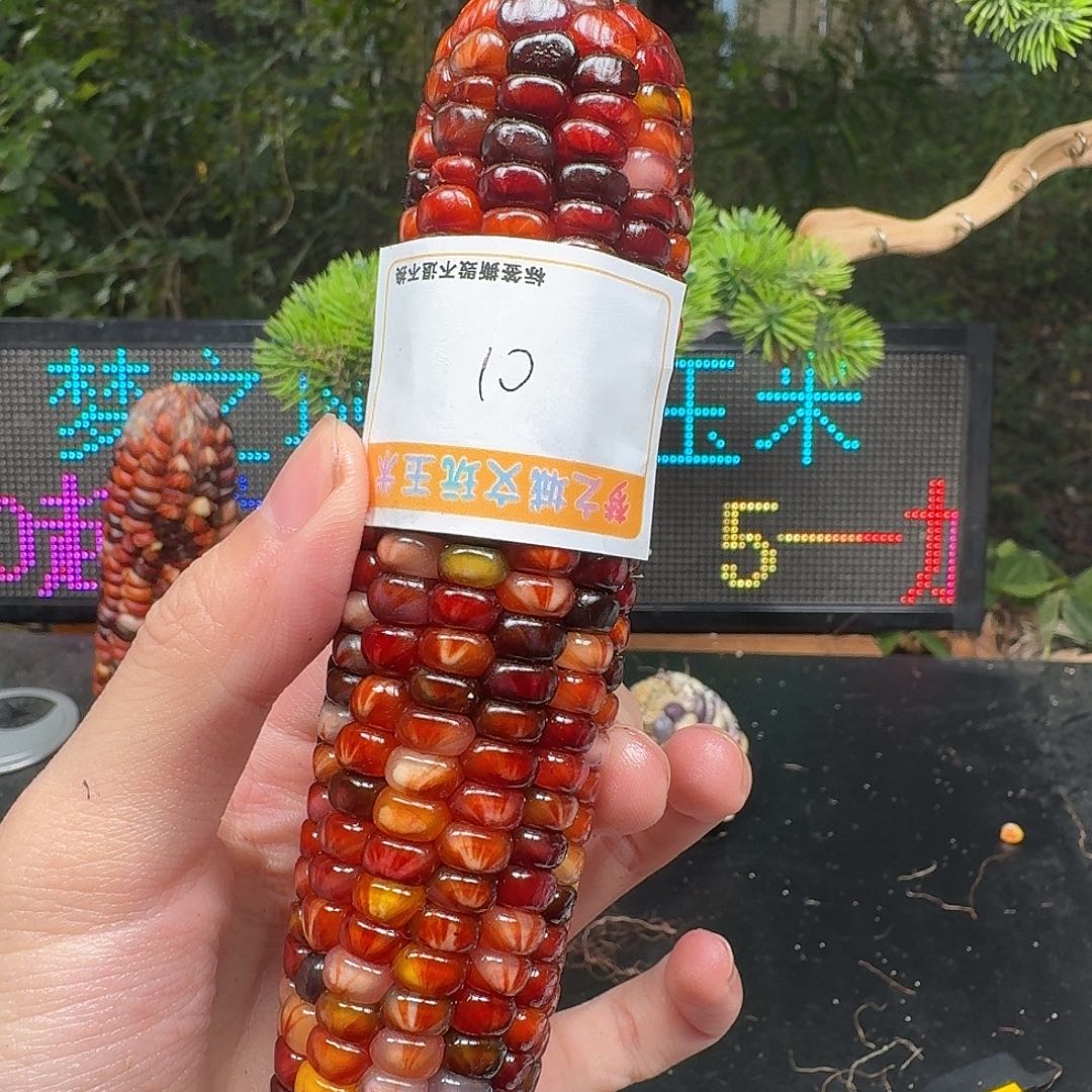 n***添大叶紫檀（黑酸枝木类）