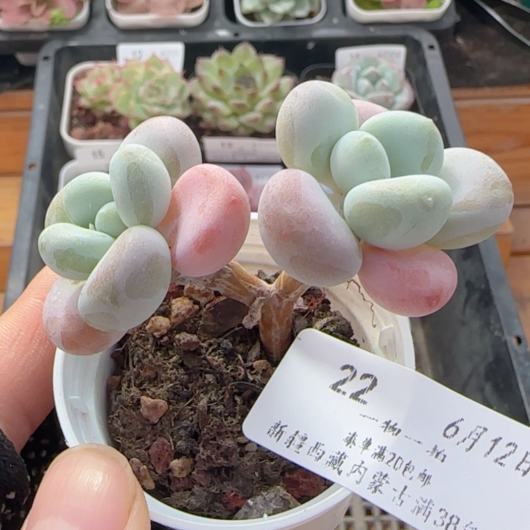 0612-22洛神小老桩