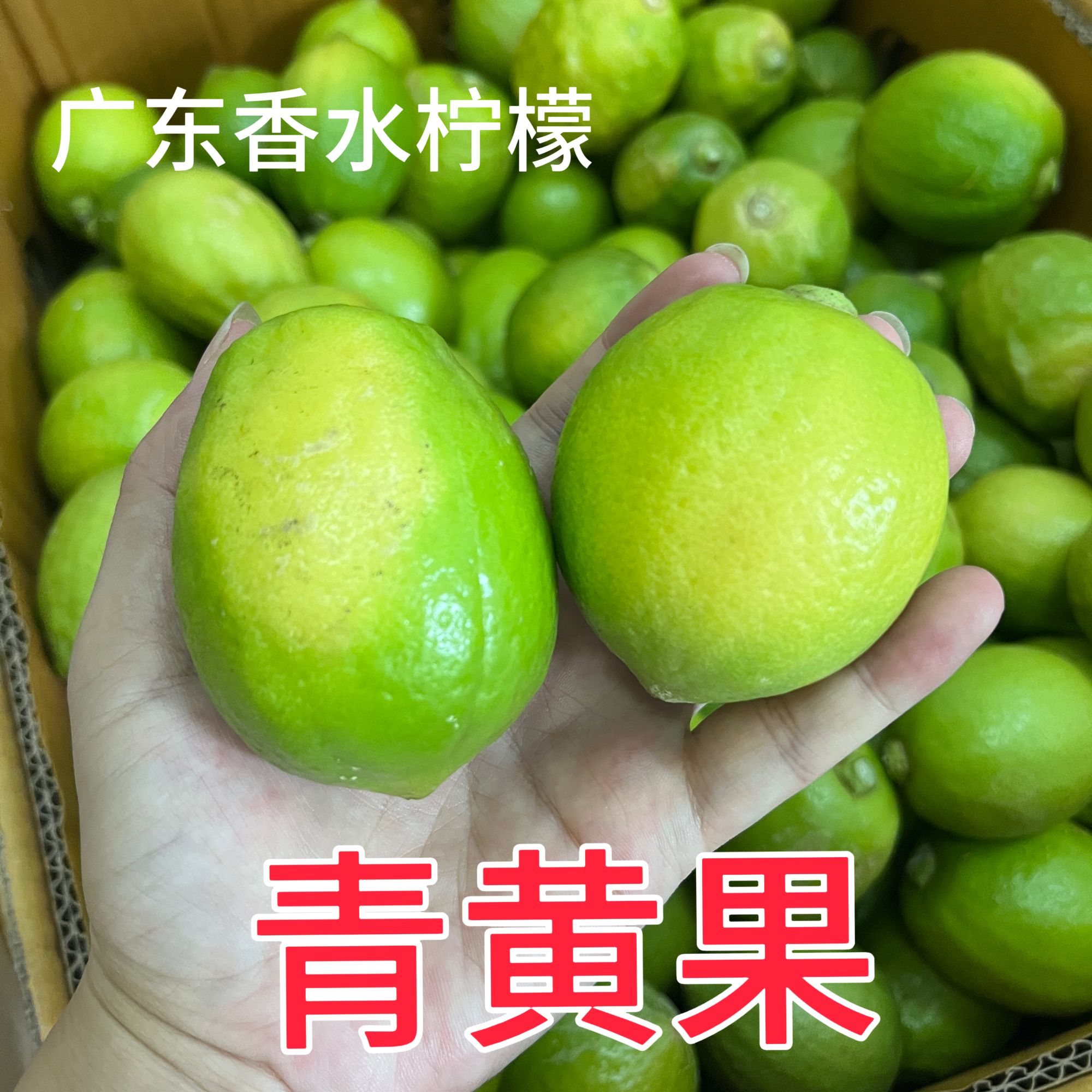 广东香水柠檬青黄果特价果瑕疵果无籽现摘现发新鲜奶茶店专用江门
