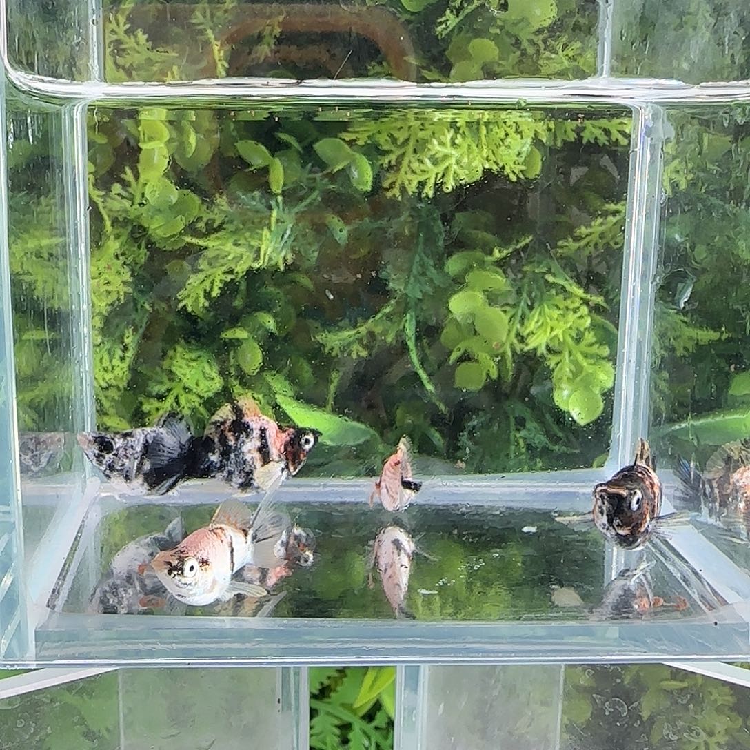 孔雀鱼钻石玛丽小老虎5条