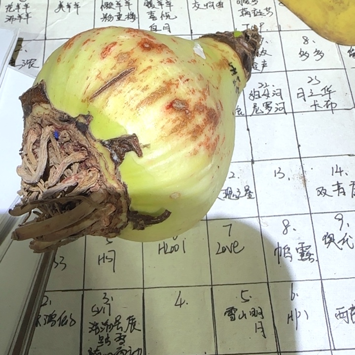 无花朵糖果铃声7.5c