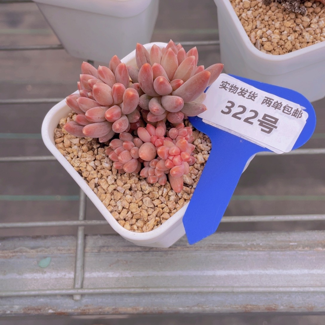 322号 全状态咖啡豆群