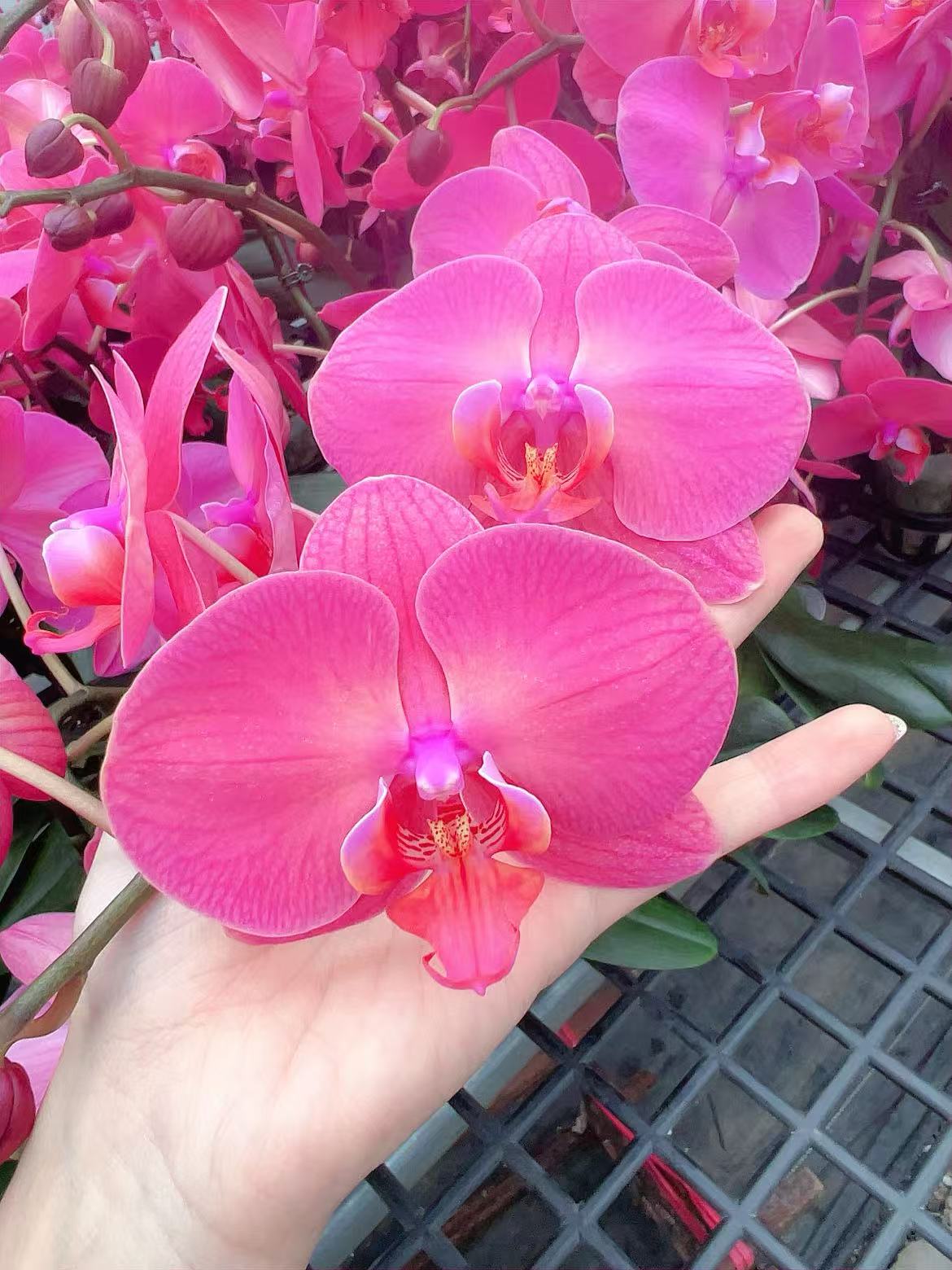 [雅典娜06]3.0寸橙红色大花型蝴蝶兰带花发货