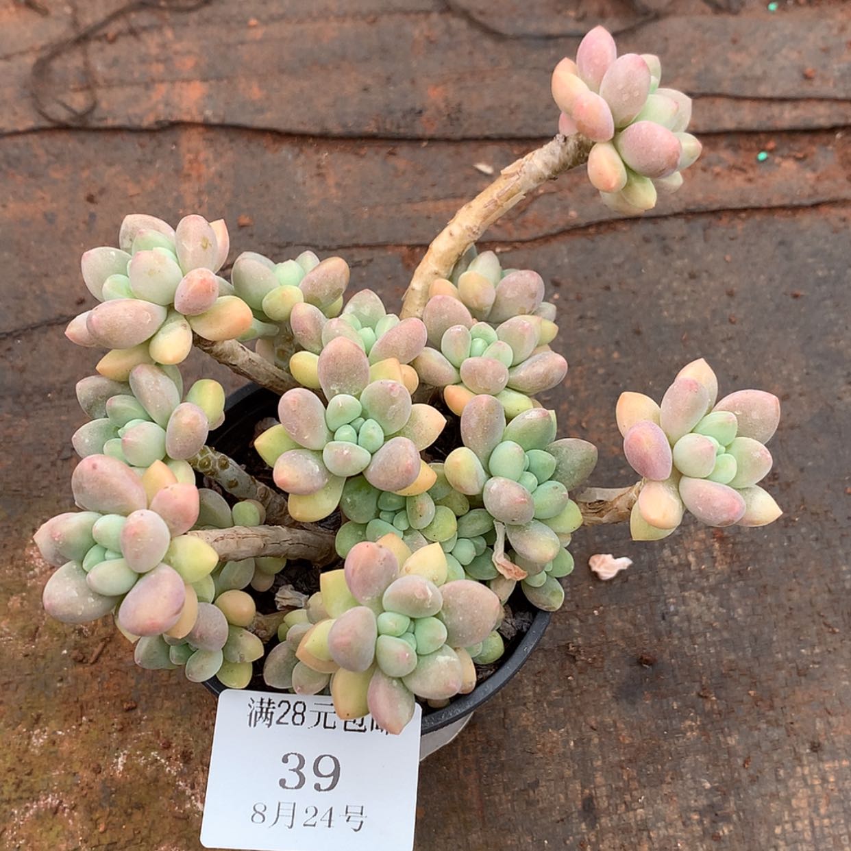 【闪购商品】云39号达芙妮